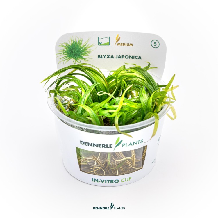 Planta acvariu Blyxa Japonica in vitro Dennerle - imagine 5